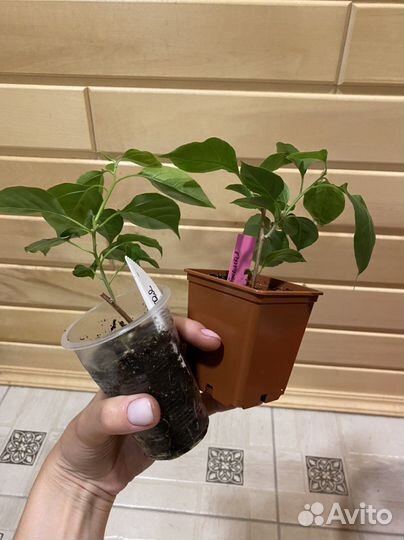 Бугенвиллии разные сорта