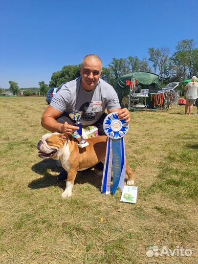Английский бульдог,вязка