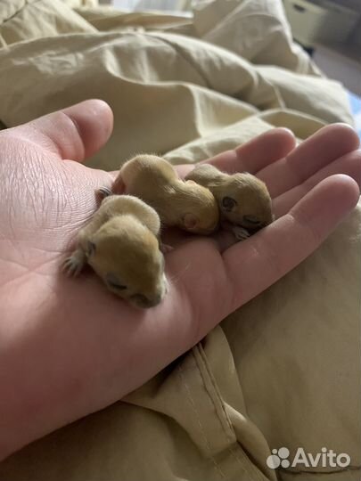 Монгольские песчанки