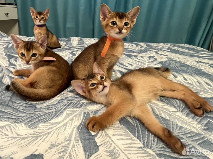 Абиссинские котята