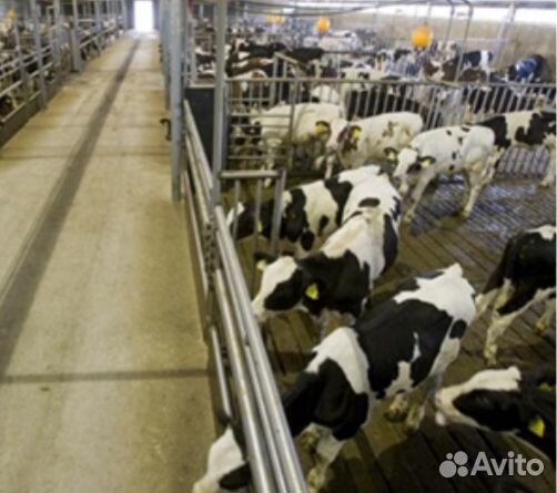 Телята бычки для откорма