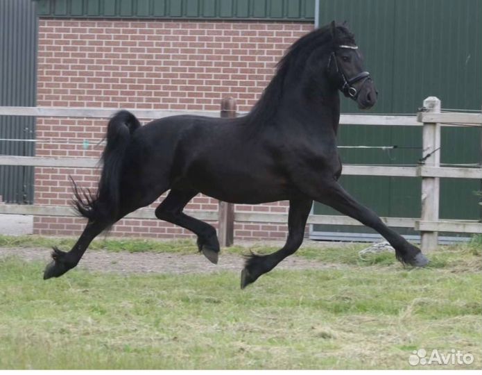 Продажа лошадей