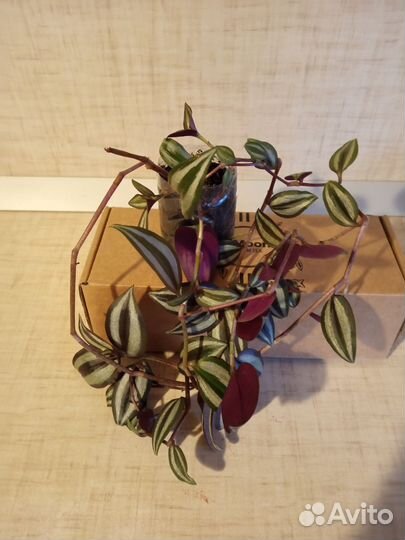 Комнатные цветы