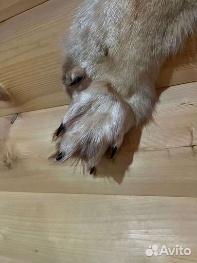 Шкура волка имитация