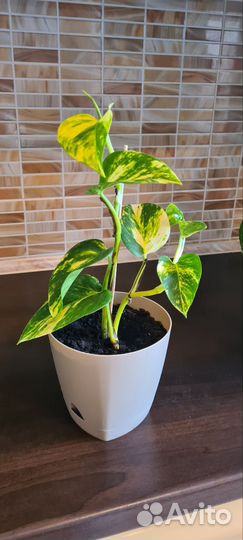 Сциндапсус / эпипремнум