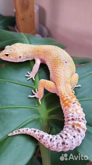 Геккон эублефар