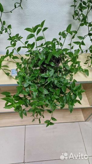 Традесканция (горшок с цветком)