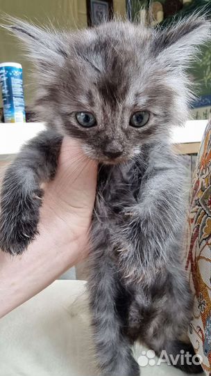 Котята в добрые руки бесплатно