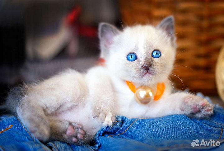 Меконгский бобтейл купить