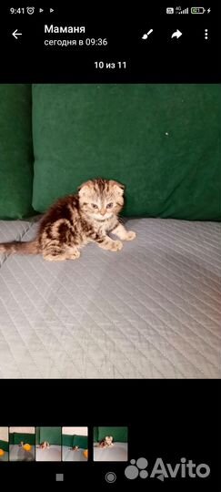 Шотландская кошечка