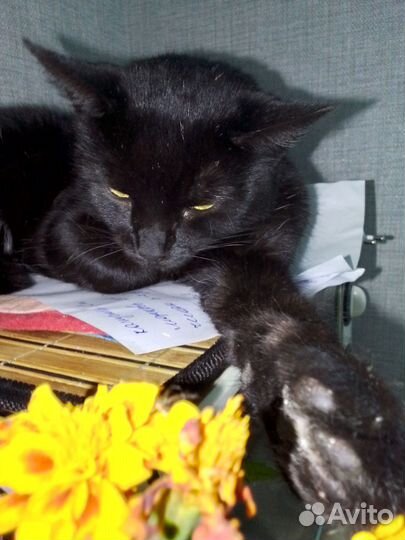 Черный котенок