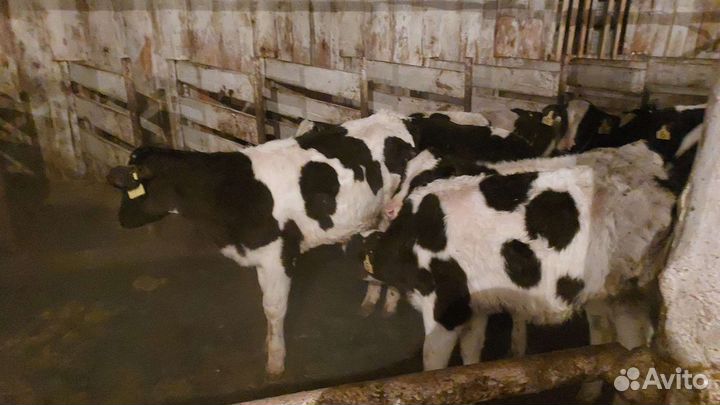 Бычки,телята,быки