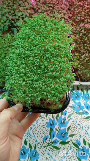 Микрозелень