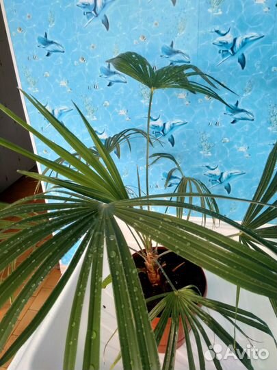 Трахикарпус форчуна