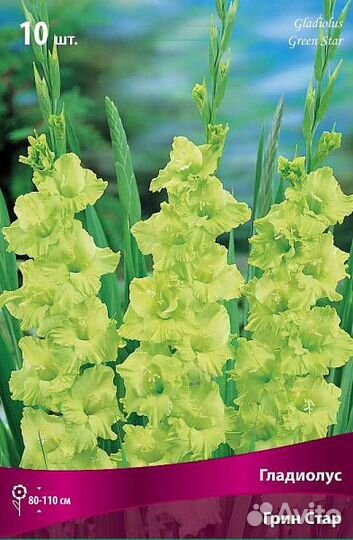 Гладиолусы