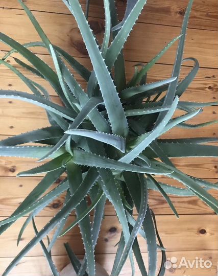 Лекарственное Алоэ