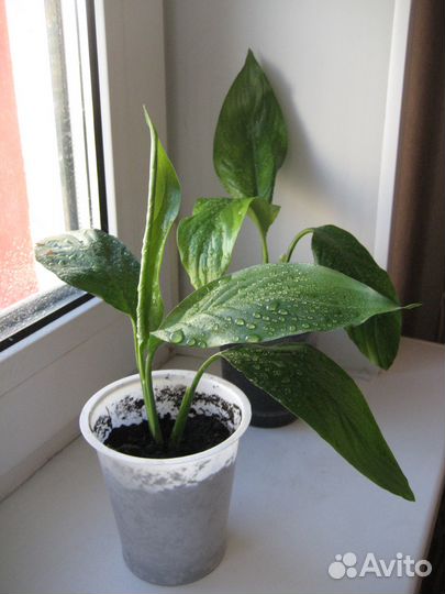 Спатифиллум