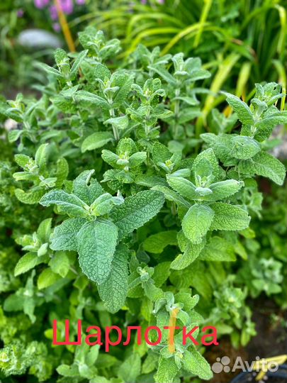 Коллекционная сортовая мята, 50 сортов