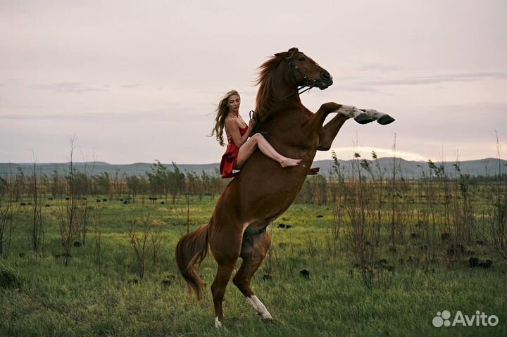 Фотосессии с лошадьми