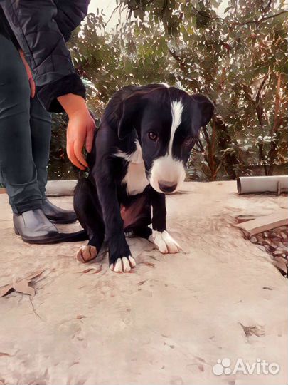 Наимилейший щенок Девочка ищет дом