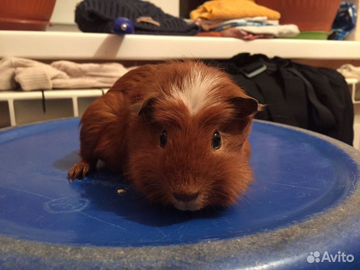 Продаю морских свинок оптом и в розницу