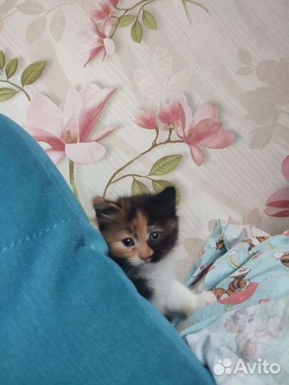 Кошка в дар бесплатно