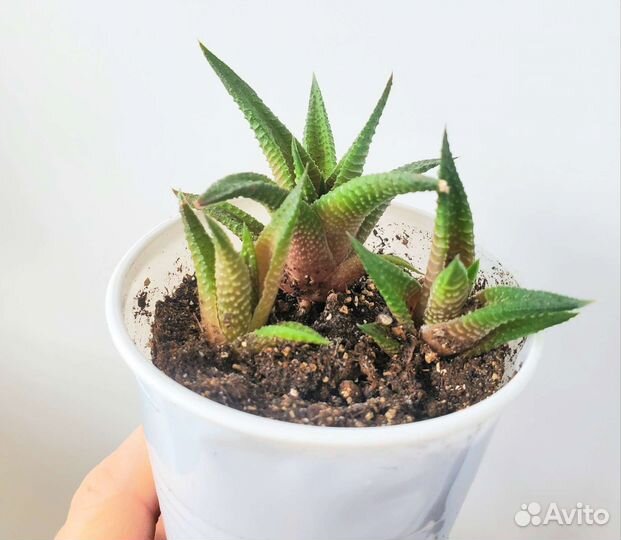 Суккуленты