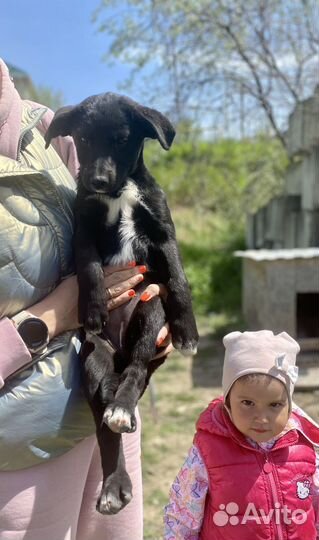 Щенок девочка мальчик черный