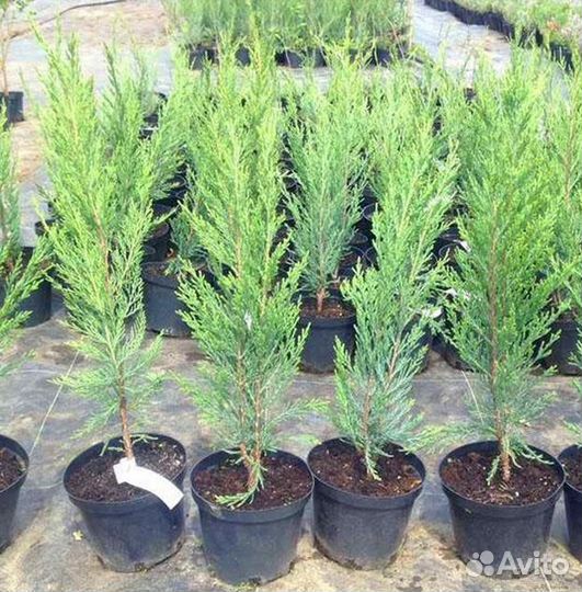 Скальный Блю Эрроу