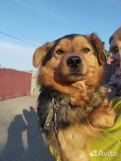 Степушка -маленький пес