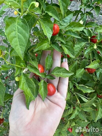 Семена острого перца