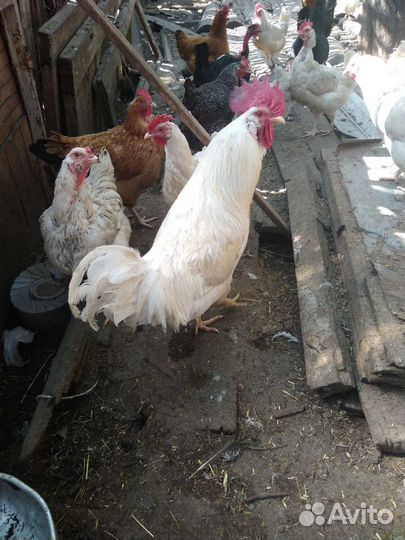 Продать петухов