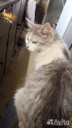 Кошка в дар бесплатно
