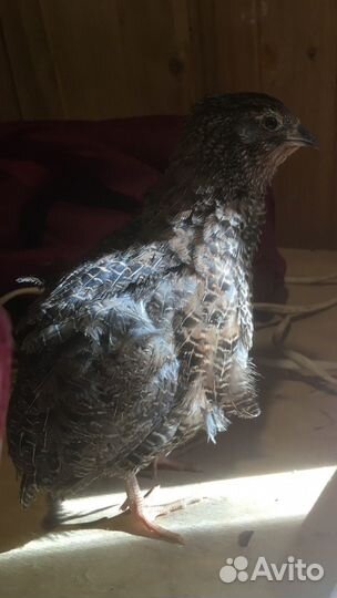 Селадон перепела