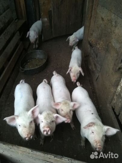 Поросята