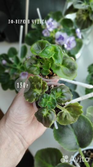 Фиалки детки новинки коллекции