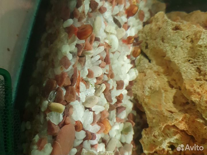 Два самца и самка зелёные данио