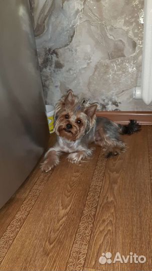 Йоркширский терьер вязка мальчик