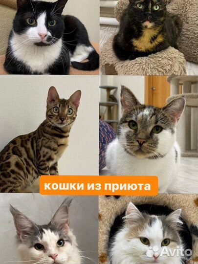 Кошки ищут дом