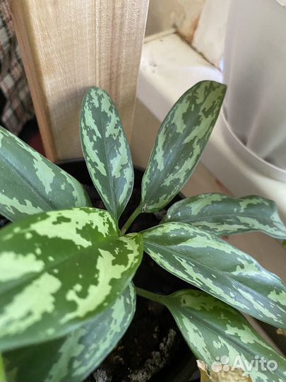 Разные растения домашние цветы