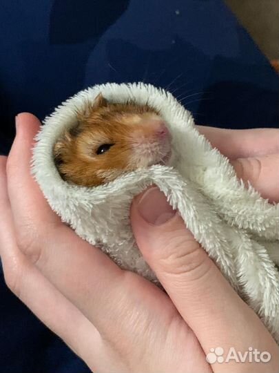 Сирийский хомяк Бренден в добрые руки