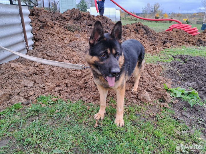 Немецкая овчарка