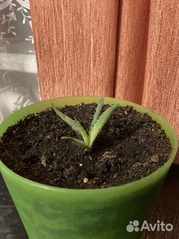 Ростки древовидного алоэ