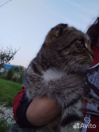 Вислоухая шиншилла а добрые руки