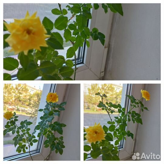 Роза жёлтая комнатная