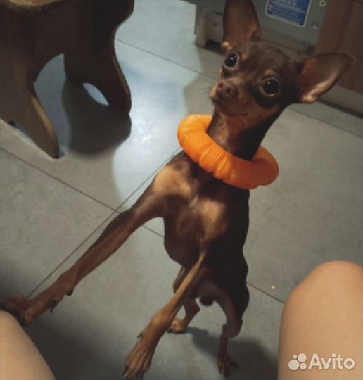 Случка собак