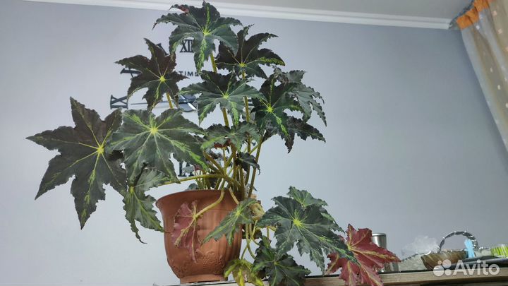 Бегония Клеопатра