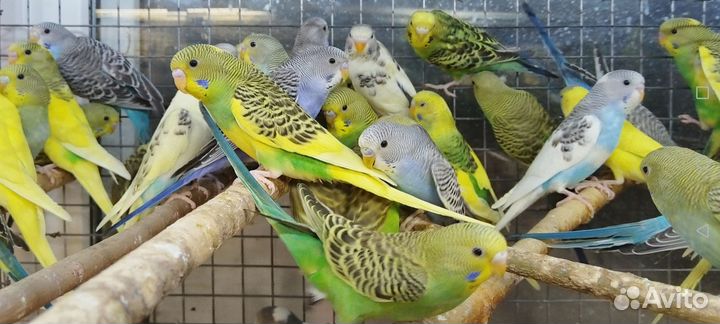 Волнистые птенцы 3мес с клеткой