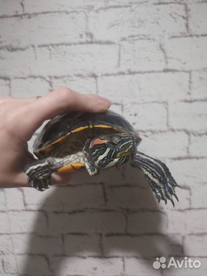 Красноухие черепахи