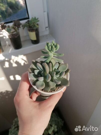 Суккуленты